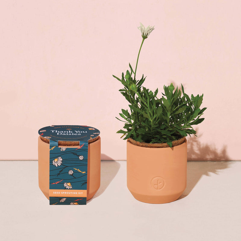 Tiny Terracotta Grow Kits