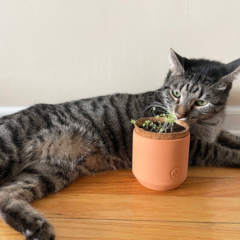 Tiny Terracotta Pet Grow Kits