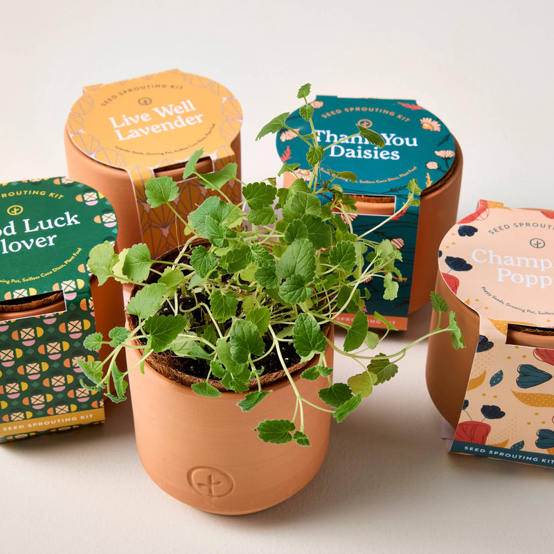 Tiny Terracotta Grow Kits