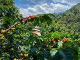 Colombia Antioquia Natural Reserve Series Coffee