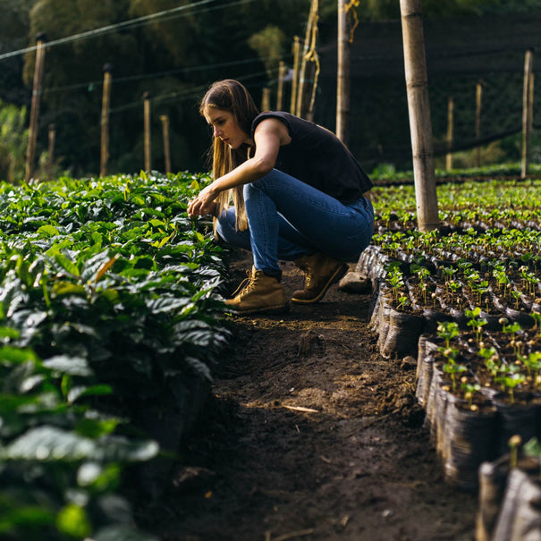 Colombia Antioquia Honeyed Reserve Series Coffee