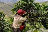 Colombia Antioquia Natural Reserve Series Coffee